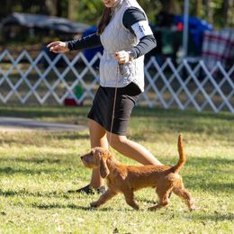 Basset Fauve de Bretagne and German Wirehaired Pointer Puppies from Afterhours German Wirehaired Pointers and Basset Fauve de Bretagne