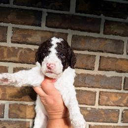 Rowan - Parti male Goldendoodle puppy in Macclenny, Florida from Baker County Goldendoodles