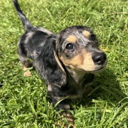 Georgia - Dachshund