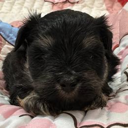 Girl- Red Collar - Black and silver female Miniature Schnauzer puppy in Stevenson, Alabama from Rivers Edge Schnauzers by Joyce Clark