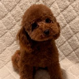 Winston - Poodle
