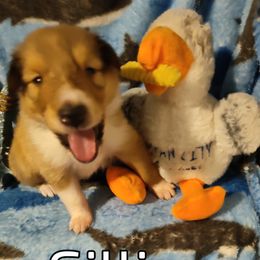 Gillian - Collie puppy from The Hart of Fair Bluffs Collies