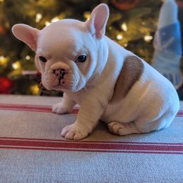 Bulldog and French Bulldog Puppies from Rohde's Road Dog Bullies