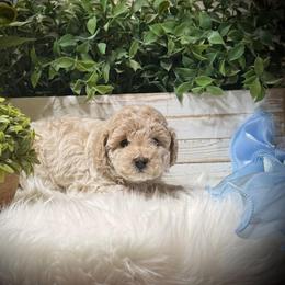 Poodle All Grown Up from Yessie Rodriguez