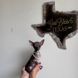 Rare, exotic Kleopatra, 6,500 - Black female Chihuahua puppy in Burleson, Texas from Tiny Diiamond Chihuahua