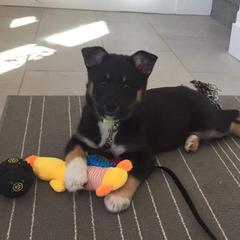 Lapponian Herder Puppies from Kuulas Kennels