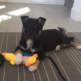 Lapponian Herder Puppies from Kuulas Kennels