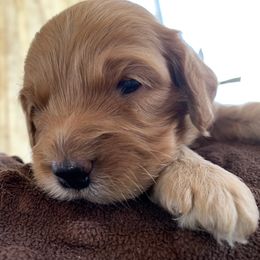 Cockapoo Puppies from ApplebyFarm