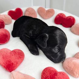 Onyx - Black female Dachshund puppy in Alvin, Texas from Cosson's Dachshunds of Alvin