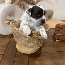 Lily - Parti female Miniature Schnauzer puppy in Menifee, California from Violet’s Meadow