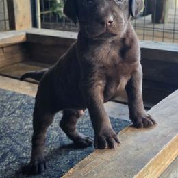 Male 4 - Chocolate male Labrador Retriever puppy in Georgiana, Alabama from Long Creek Labradors