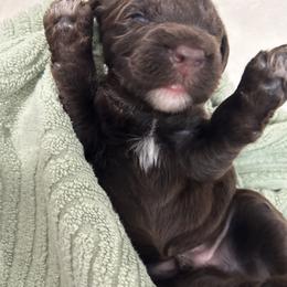 Green Male is reserved - Brown male Portuguese Water Dog puppy in Des Moines, Iowa from Stacy's PWD Portuguese Water Dogs