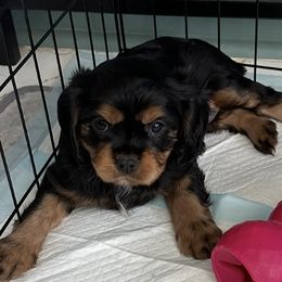 Cordelia - Black and white female Cavalier King Charles Spaniel puppy in Memphis, Tennessee from Fern Valley Cavaliers