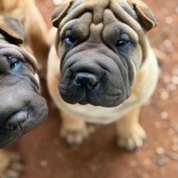 Green collar - Fawn male Chinese Shar-Pei puppy in Elkin, North Carolina from Martini Shar-Pei