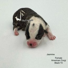 Jasmine - Black and white female American Corgi puppy in Casper, Wyoming from Flying Note Shorties