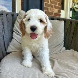 Cottontail - Parti male Goldendoodle puppy in Taylorsville, North Carolina from Doggone Dixie Doodles