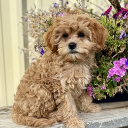 KC - Apricot male Cavapoo puppy in Preston, Idaho from Shaffer Top Notch Puppies