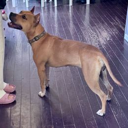 American Staffordshire Terrier All Grown Up from Woodshire AST Kennel