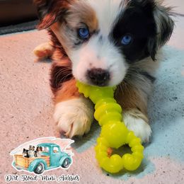 Twinkle - Blue merle Miniature Australian Shepherd puppy in North Carolina from Dirt Road Mini Aussies