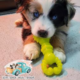 Twinkle - Blue merle Miniature Australian Shepherd puppy in North Carolina from Dirt Road Mini Aussies