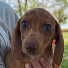 Taffy - Dapple female Dachshund puppy in Hudson, Michigan from Mittentail Kennel Miniature Dachshunds & Australian Shepherds