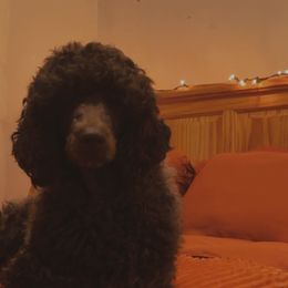 Mia - Poodle