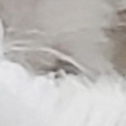 West Highland White Terriers from Duda