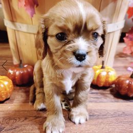 Cavalier King Charles Spaniel Puppies from The Heritage Garden