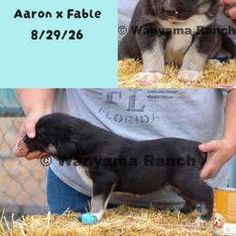 Boy 4 - Blue fawn male Anatolian Shepherd Dog puppy in Fort Collins, Colorado from Wanyama Ranch Anatolians