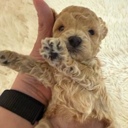 Dani - Apricot female Poodle puppy in Azle, Texas from Texas Kissed K9s