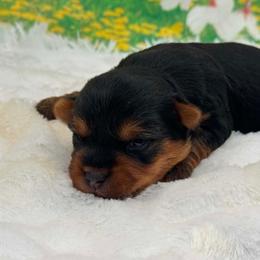 Theo - Black and tan male Yorkshire Terrier puppy in Lamar, Missouri from RJ’S Classy Yorkies