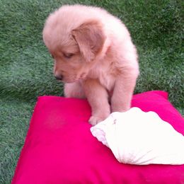 Topaz - Golden male Golden Retriever puppy in Salem, Oregon from Oregon Rose Goldens
