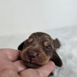 Chocolate and tan female 1 - Chocolate and tan female Dachshund puppy in Belle Rive, Illinois from Akin's Miniature Dachshunds, LLC