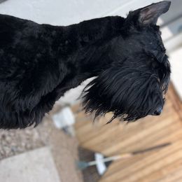 Giant Schnauzer and Poodle All Grown Up from Pawsh K9’s