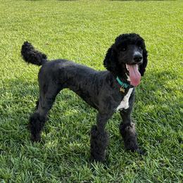 Mercedes - Poodle