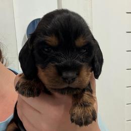 Steve - Black and tan male Dachshund puppy in Southwest Ranches, Florida from Breezy Florida Dachshunds