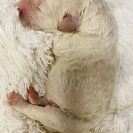 Bernedoodle, Cavapoo, and Goldendoodle Puppies from Huckadoodle Farm