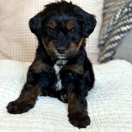 Ghost - male Australian Mountain Doodle puppy in Spanish Fork, Utah from Little Puppy Co.