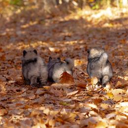 Pomsky Puppies from New World Pomskies