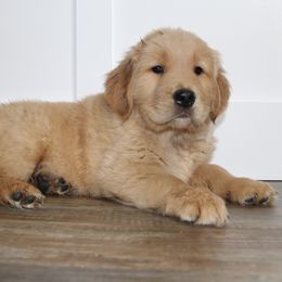 Australian Shepherd and Golden Retriever Puppies from Sterling Valleys Goldens and Aussies
