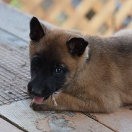 Belgian Malinois from Element Belgians