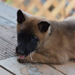 Belgian Malinois from Element Belgians