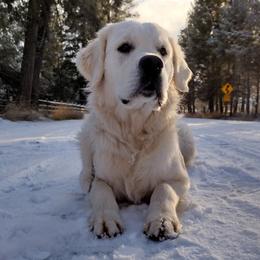 Artax - Golden Retriever
