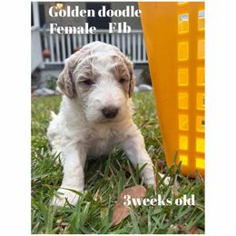 Largest girl in litter - Cream female Goldendoodle puppy in Lumberton, Texas from Southeast Texas Goldendoodles