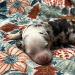 Cali - Blue merle female Toy Australian Shepherd puppy in Milton Freewater, Oregon from Sparkling Cross Toy & Mini Aussies