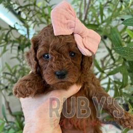 Girl 1 - female Cavapoo puppy in West Jordan, Utah from Ruby's Cavapoos