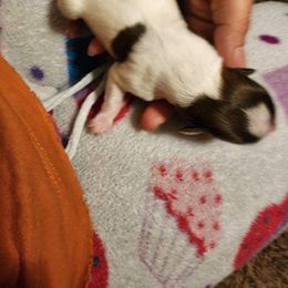 Dontiel - White and sable Papillon puppy in Wainae, Hawaii from Furever Barks & Purrs