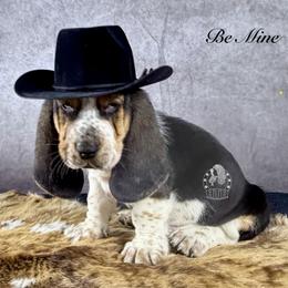 Be Mine - Black white and brown male Basset Hound puppy in Dingess, West Virginia from Tuckers' Howling Hounds