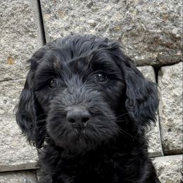 Severus - Black male Bernedoodle puppy in Midland, Michigan from Northern Charm Farm
