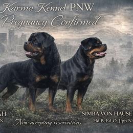 Boy 1 - Black and mahogany male Rottweiler puppy in Tacoma, Washington from Karma Kennel PNW